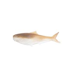 Glizzard 5" - Big Bag Outdoors